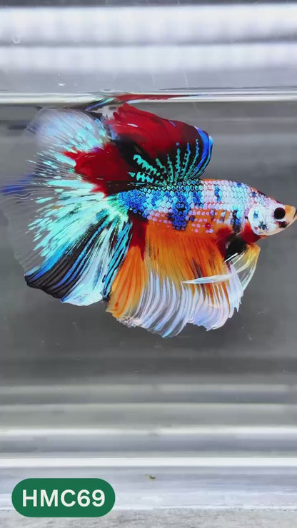 Multicolor Halfmoon Male Betta Fish | Order Directly From Farm | You Pick Fish