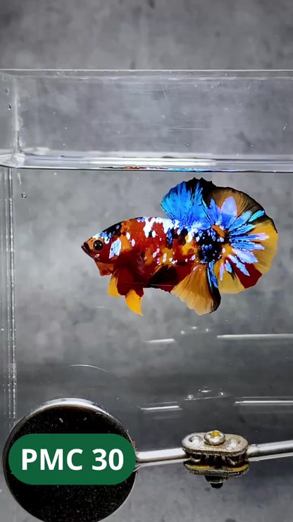 Multicolor Plakat Male Betta Fish |Show Grade|  You Pick Fish