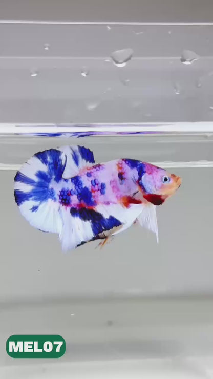 Metallic Plakat Betta Fish | You Pick Betta | Exotic Fish