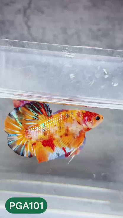 King Giant Plakat Male Betta Fish | You Pick Fish | High Grade