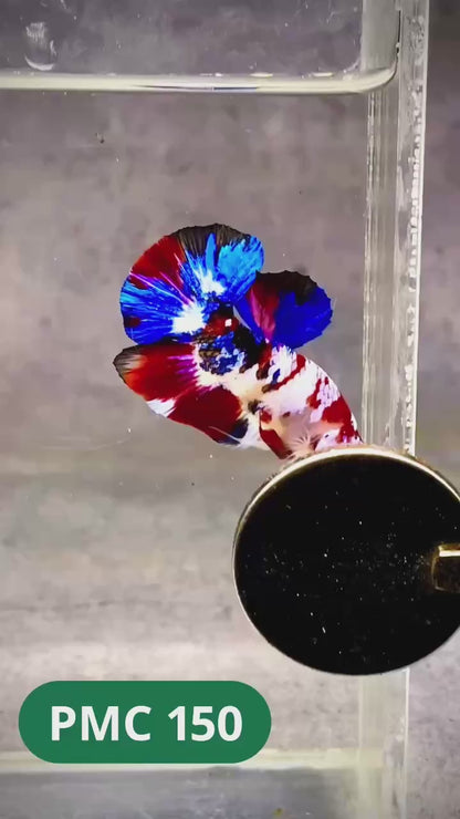 Multicolor Plakat Male Betta Fish |Show Grade|  You Pick Fish