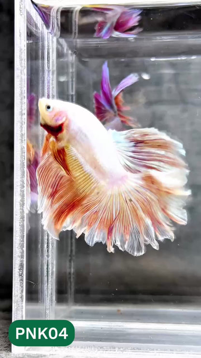 Pink Halfmoon Male Betta Fish | You Pick Fish | Order Directly From Farm