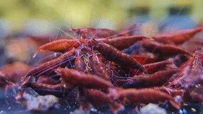 Dark Bloody Mary Neocaridina Freshwater Shrimp