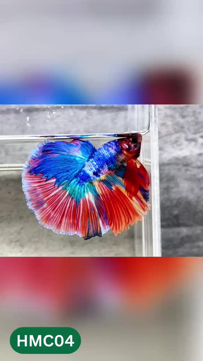 Multicolor Halfmoon Male Betta Fish | High Grade | Order Directly From Farm |  You Pick Fish |
