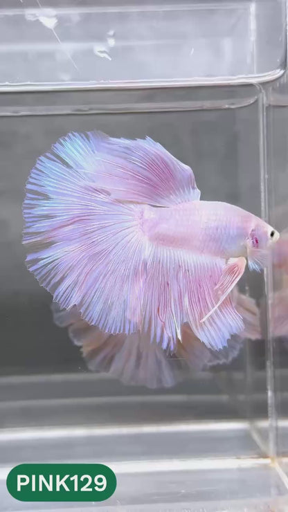 Pink Halfmoon Male Betta Fish | You Pick Fish | Order Directly From Farm