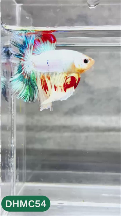 Multicolor Halfmoon Male Betta Fish | Order Directly From Farm | You Pick Fish