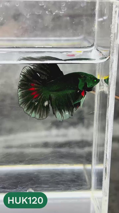 Black Hulk Halfmoon Male Betta Fish | You Pick Fish