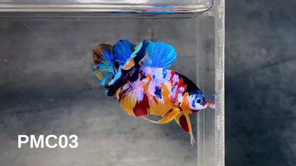 Multicolor Plakat Male Betta Fish |Show Grade|  You Pick Fish