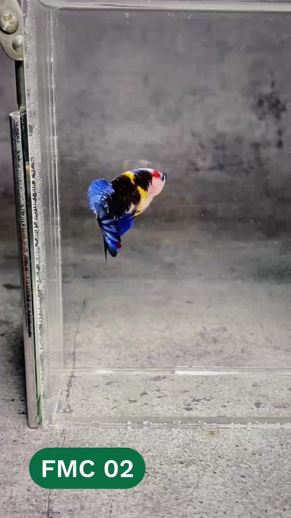 Multicolor Female Betta Fish | You Pick Fish | High Grade
