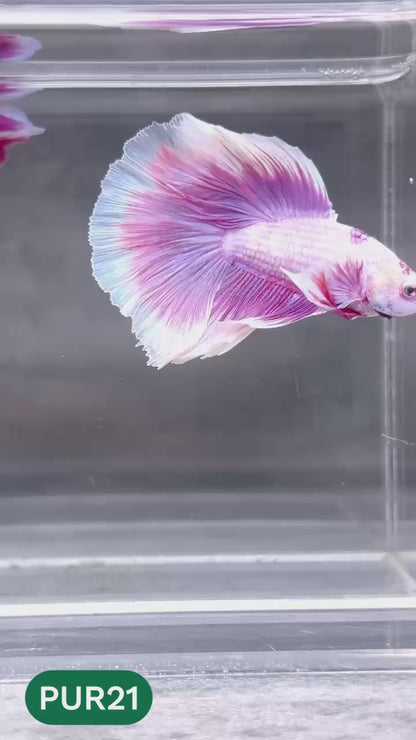 Purple Halfmoon Male Betta Fish | You Pick Fish | Order Directly From Farm