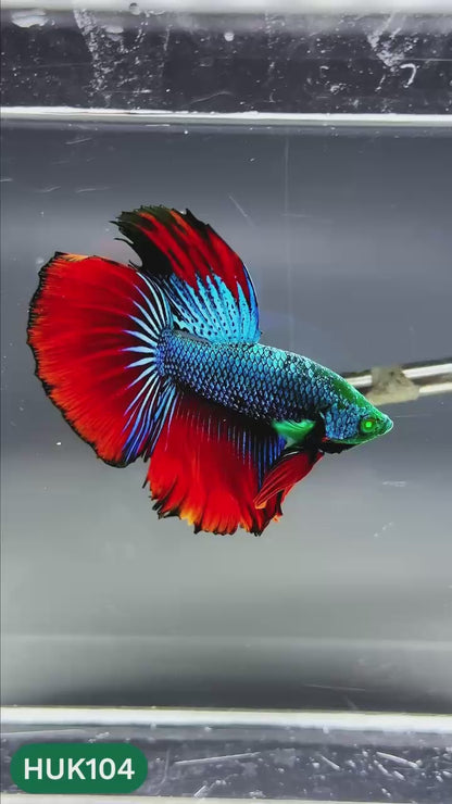 Black Hulk Halfmoon Male Betta Fish | You Pick Fish