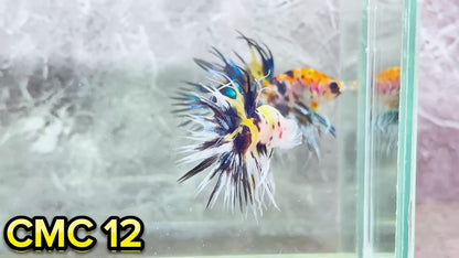 Crowntail Multicolor Male Betta Fish | High Grade | You Pick Fish |