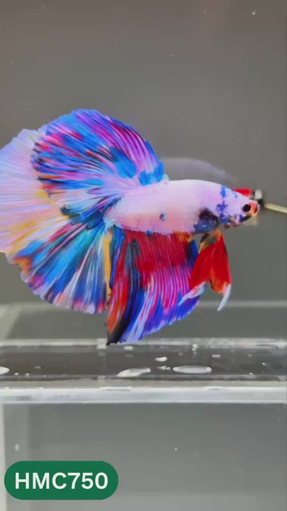 Multicolor Halfmoon Male Betta Fish | High Grade | Order Directly From Farm |  You Pick Fish |