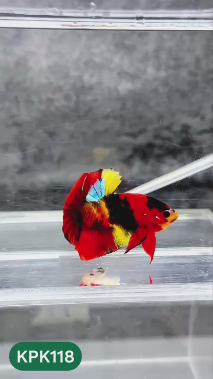 Multicolor Yellow Base Plakat Male Betta Fish | Order Directly From Farm |  You Pick Fish