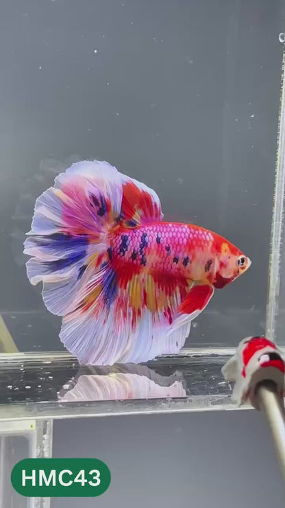 Multicolor Halfmoon Male Betta Fish | High Grade | Order Directly From Farm |  You Pick Fish |
