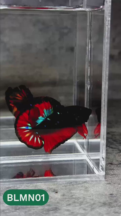 Dark Flame Hellfire Plakat Male Betta Fish | You Pick Fish | Rare Betta