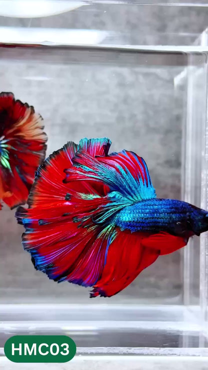 Multicolor Halfmoon Male Betta Fish | High Grade | Order Directly From Farm |  You Pick Fish |