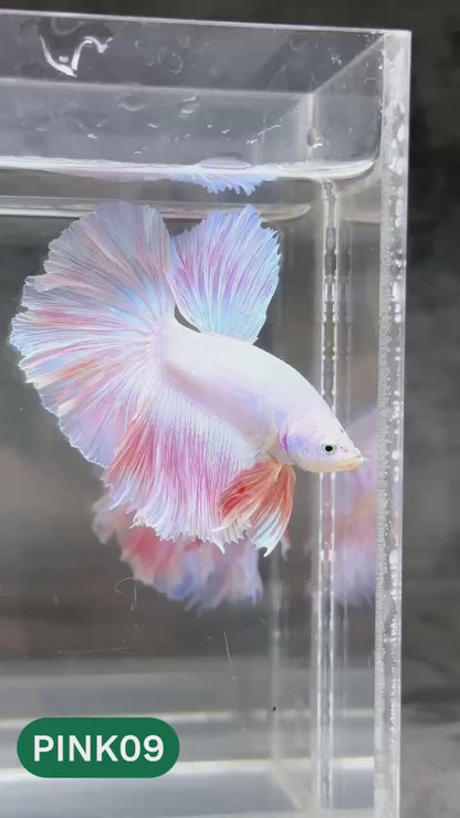 Pink Halfmoon Male Betta Fish | You Pick Fish | Order Directly From Farm