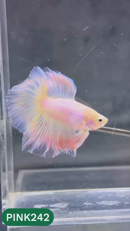 Pink Halfmoon Male Betta Fish | You Pick Fish | Order Directly From Farm