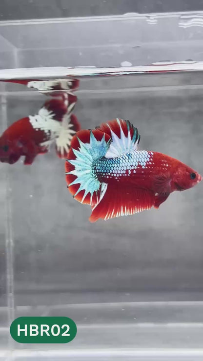 Hellboy Plakat Male Betta Fish | Order Directly From Farm | You Pick Fish