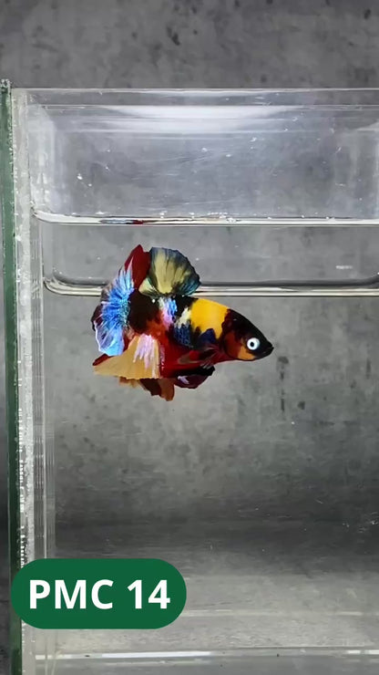 Multicolor Plakat Male Betta Fish |Show Grade|  You Pick Fish