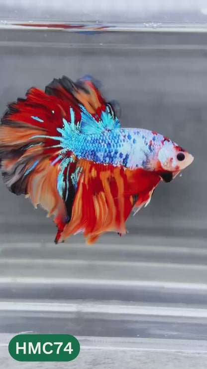 Multicolor Halfmoon Male Betta Fish | Order Directly From Farm | You Pick Fish