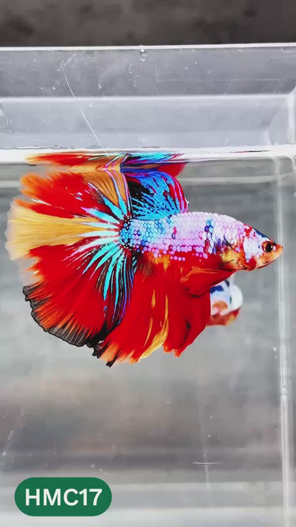 Multicolor Halfmoon Male Betta Fish | High Grade | Order Directly From Farm |  You Pick Fish |