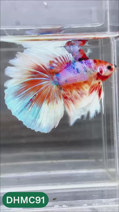 Multicolor Halfmoon Male Betta Fish | Order Directly From Farm | You Pick Fish