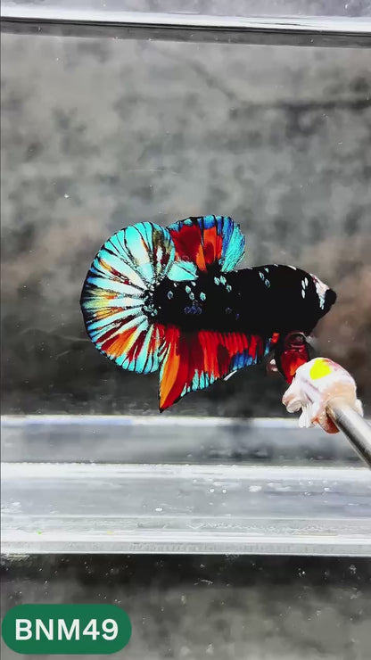 Dark Flame Hellfire Plakat Male Betta Fish | You Pick Fish | Rare Betta