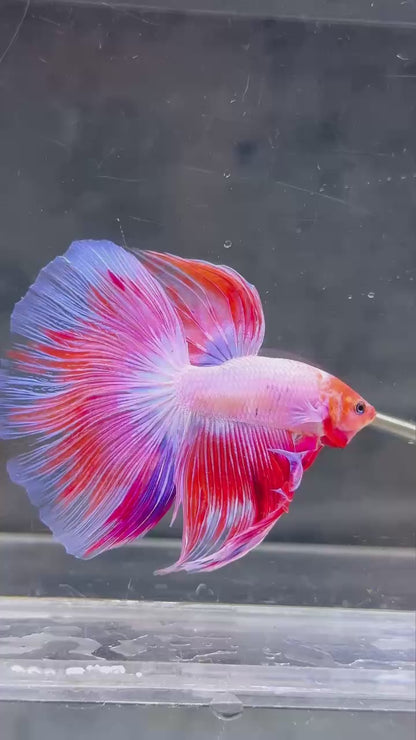 Pink Halfmoon Male Betta Fish | You Pick Fish | Order Directly From Farm