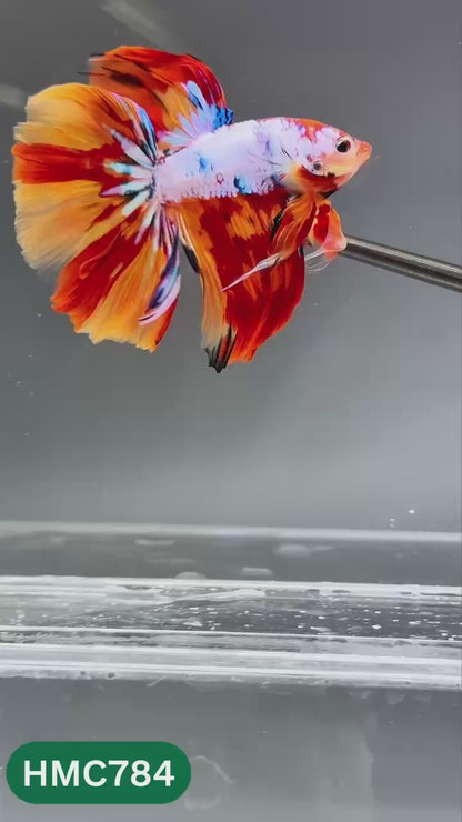 Nemo Halfmoon Male Betta Fish | Order Directly From Farm | You Pick Fish