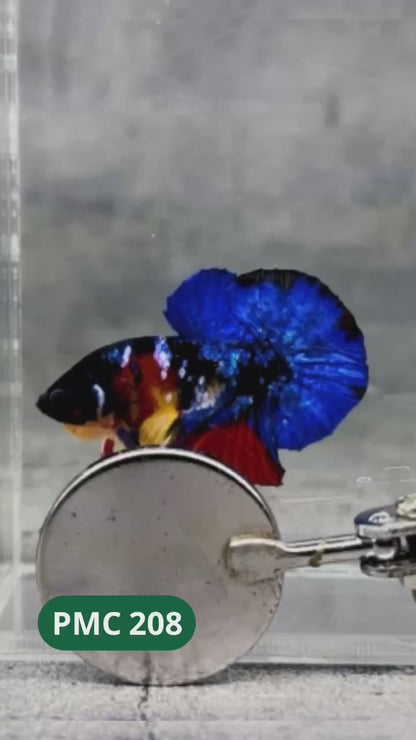 Multicolor Plakat Male Betta Fish |Show Grade|  You Pick Fish