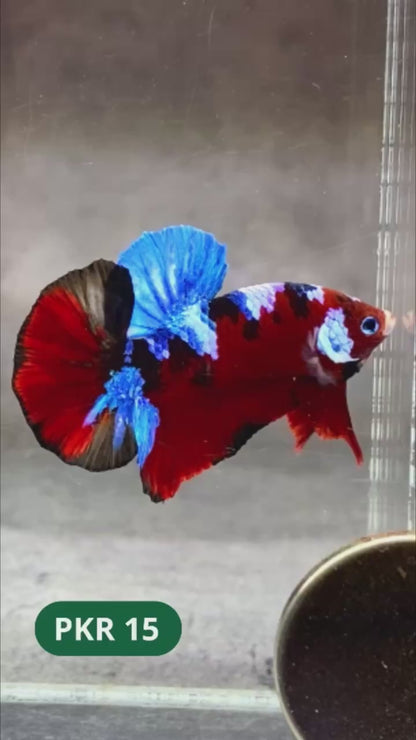 Multicolor Yellow Base Plakat Male Betta Fish | Order Directly From Farm |  You Pick Fish