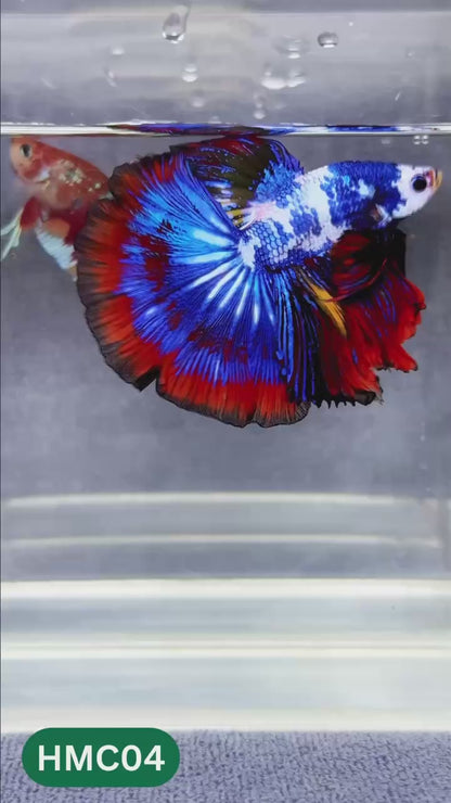 Multicolor Halfmoon Male Betta Fish | Order Directly From Farm | You Pick Fish
