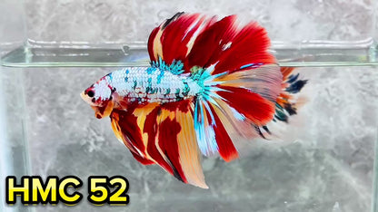 Multicolor Halfmoon Male Betta Fish | High Grade | Order Directly From Farm|  You Pick Fish |