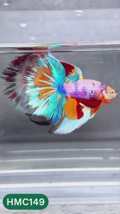 Multicolor Halfmoon Male Betta Fish | High Grade | Order Directly From Farm |  You Pick Fish |