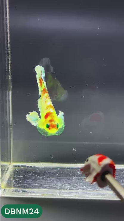 Dumbo Neno Neon Plakat Male Betta Fish | Neon Betta | You Pick Fish
