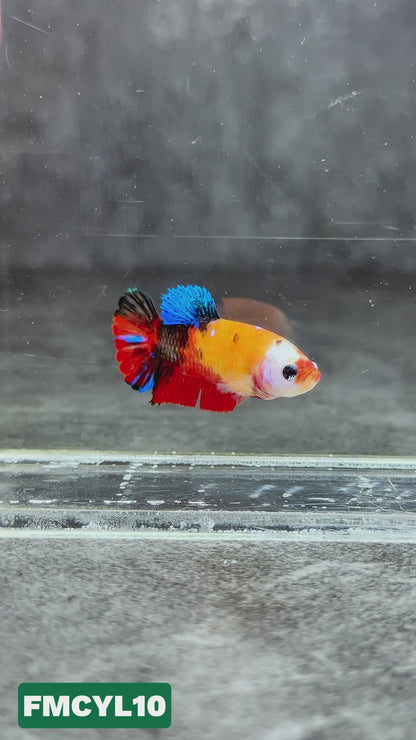 Multicolor Yellow Base Female Betta Fish | You Pick Fish  | High Grade