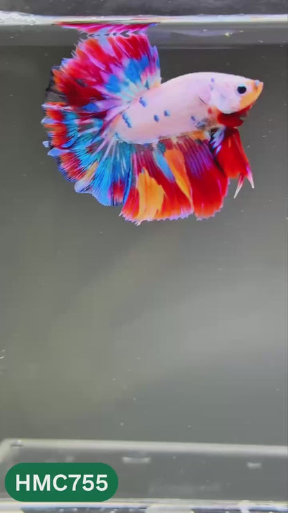 Multicolor Halfmoon Male Betta Fish | High Grade | Order Directly From Farm |  You Pick Fish |