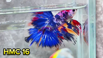 Multicolor Halfmoon Male Betta Fish | High Grade | Order Directly From Farm|  You Pick Fish |