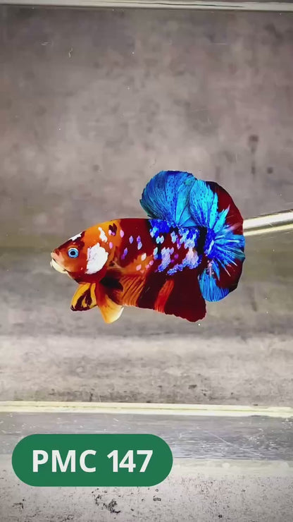 Multicolor Plakat Male Betta Fish |Show Grade|  You Pick Fish