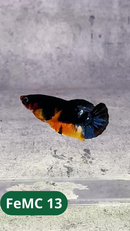 Multicolor Female Betta Fish | You Pick Fish | High Grade