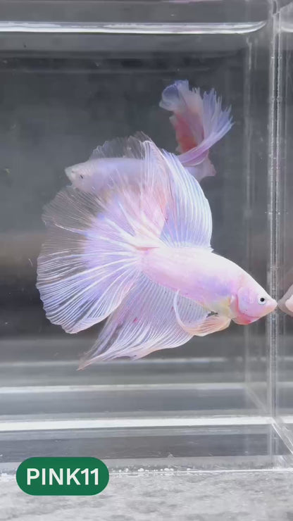 Pink Halfmoon Male Betta Fish | You Pick Fish | Order Directly From Farm