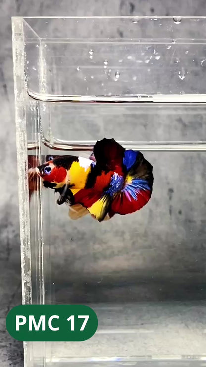 Multicolor Plakat Male Betta Fish |Show Grade|  You Pick Fish