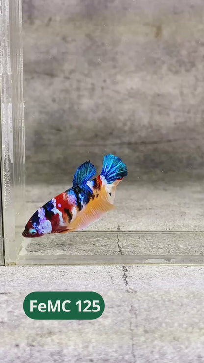 Multicolor Female Betta Fish | You Pick Fish | High Grade