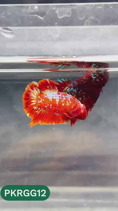 Golden Star Dust Galaxy Plakat Male Betta Fish | Super Rare | You Pick Fish