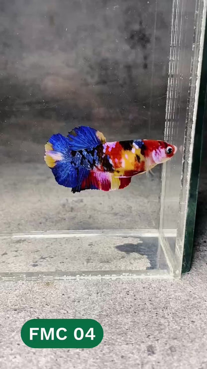 Multicolor Female Betta Fish | You Pick Fish | High Grade