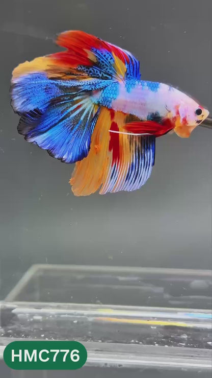 Nemo Halfmoon Male Betta Fish | Order Directly From Farm | You Pick Fish