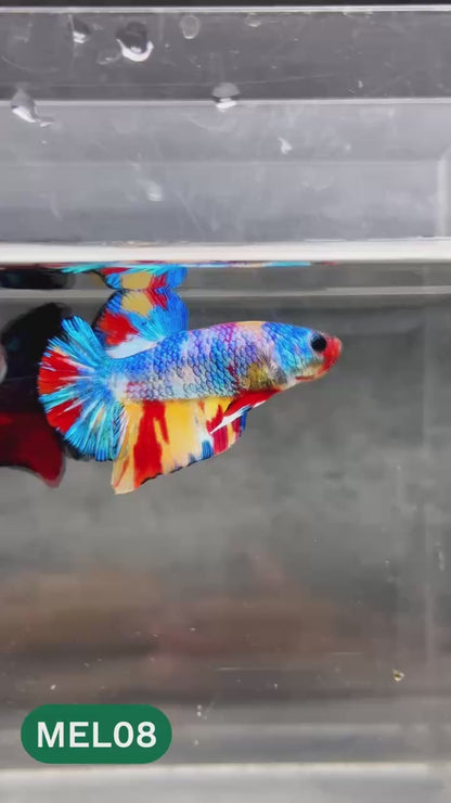 Metallic Plakat Betta Fish | You Pick Betta | Show Grade
