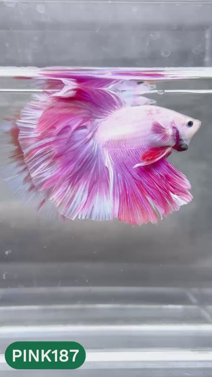 Pink Halfmoon Male Betta Fish | You Pick Fish | Order Directly From Farm